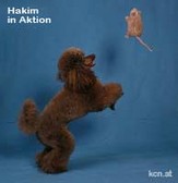 Hakim vom Herzogshut in voller Action